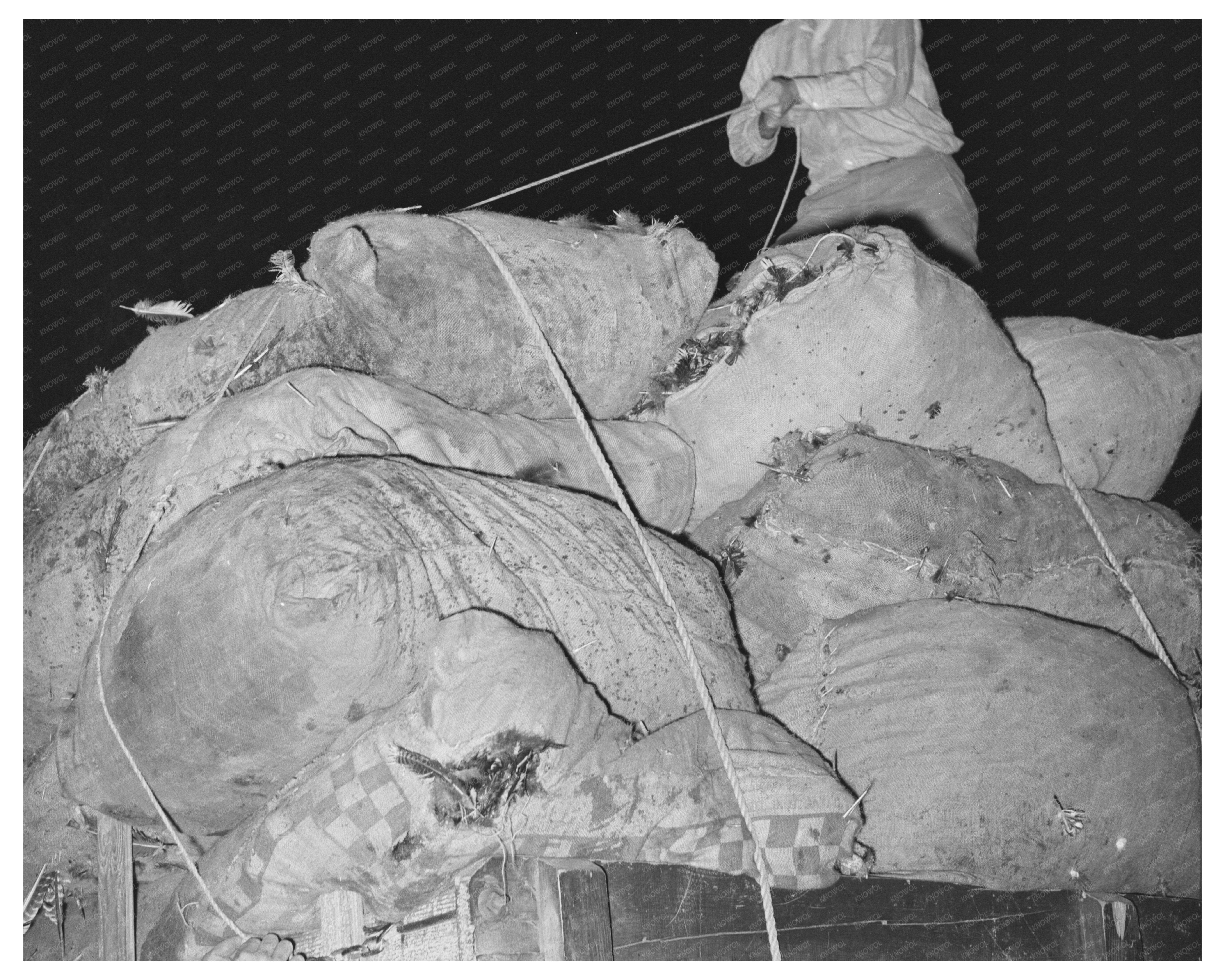 Turkey Feathers Loading at Cooperative in Brownwood 1939