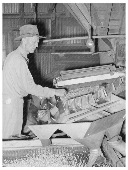 Peanut Grading Machine Comanche Texas November 1939