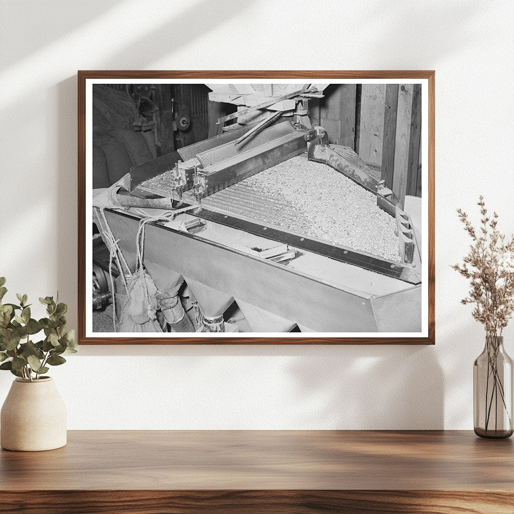 Peanut Grading Operation Comanche Texas 1939