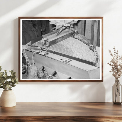 Peanut Grading Operation Comanche Texas 1939