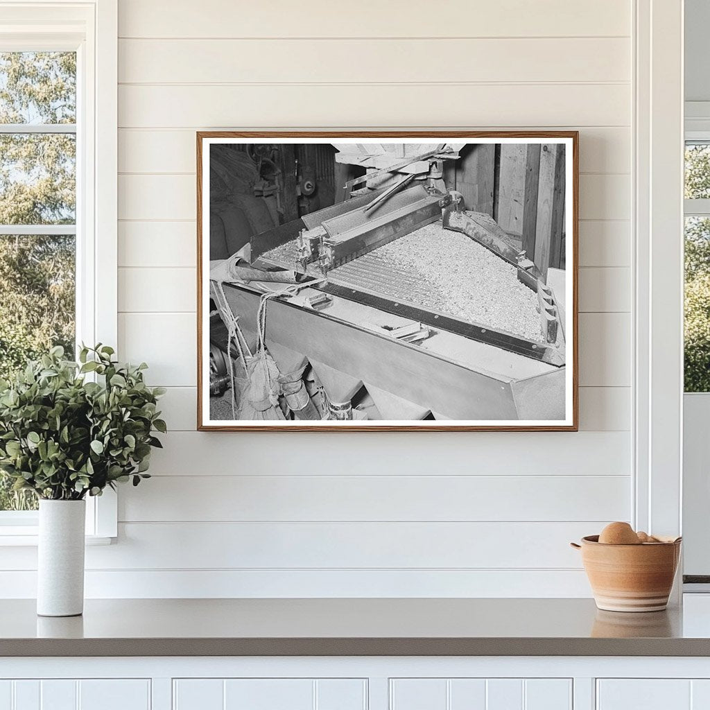 Peanut Grading Operation Comanche Texas 1939