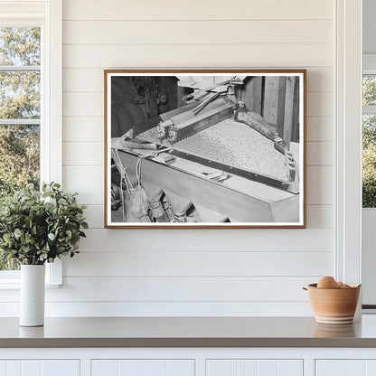 Peanut Grading Operation Comanche Texas 1939