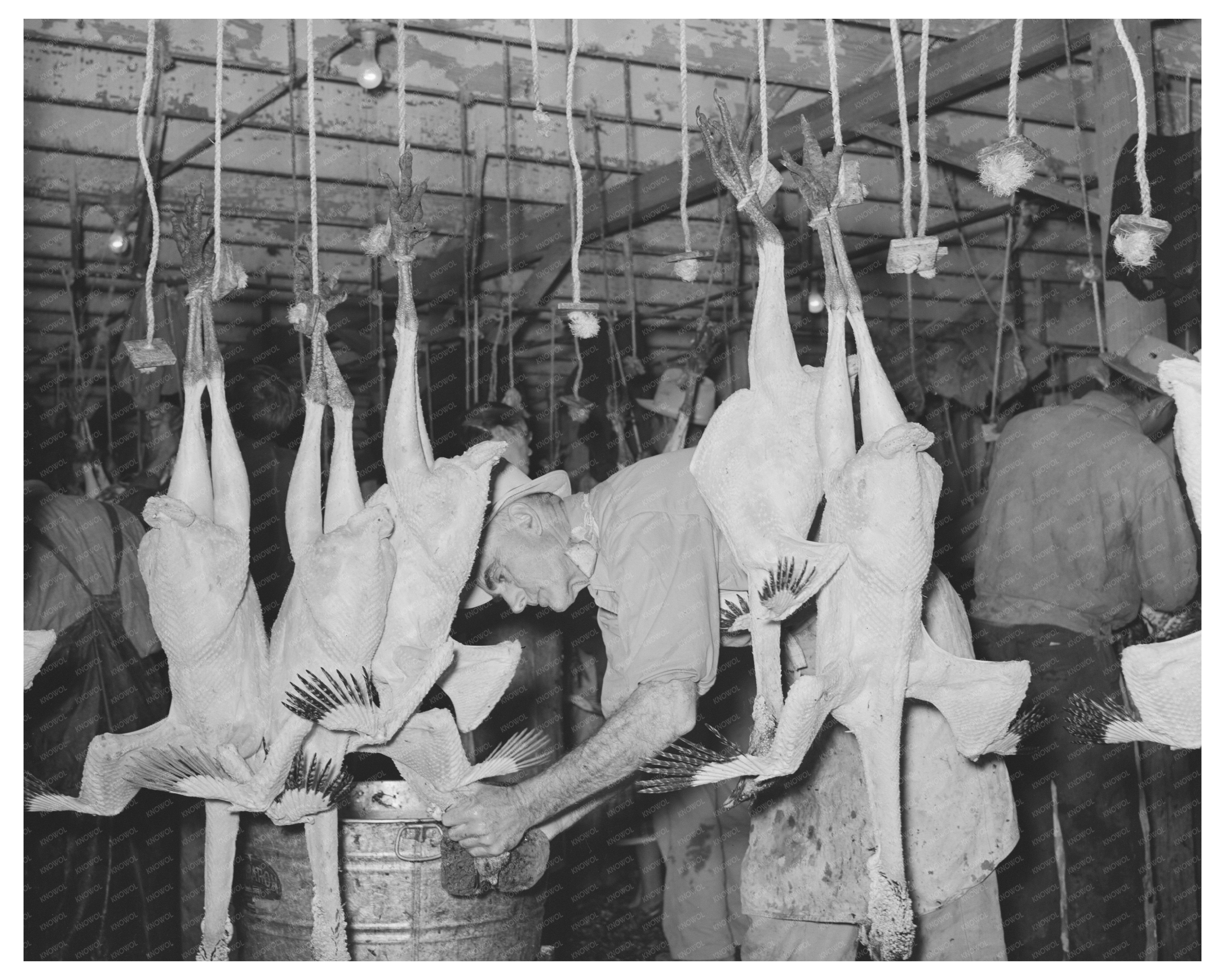 Sponge Necking Freshly Picked Turkeys Brownwood Texas 1939
