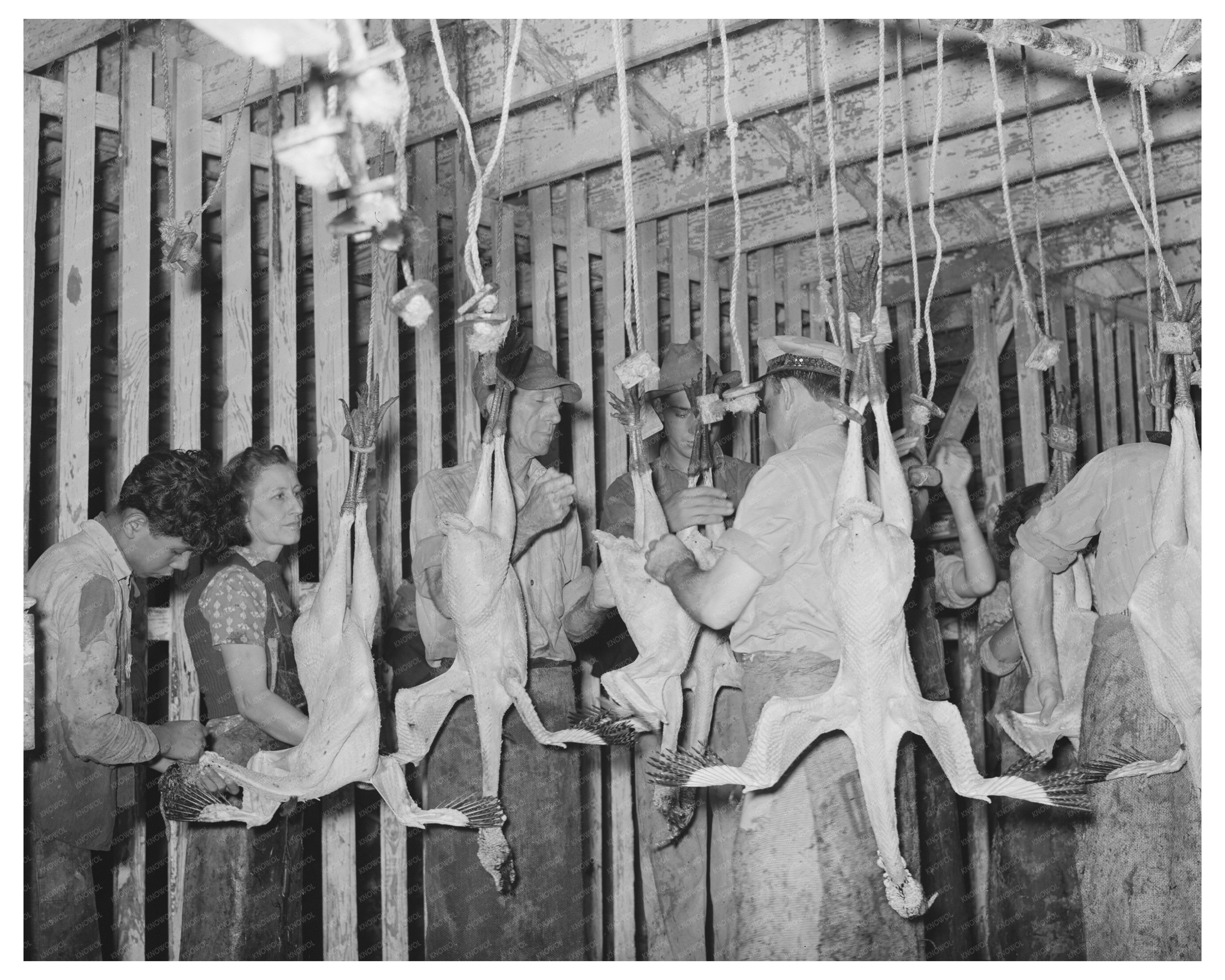 Workers Picking Turkeys at Brownwood Poultry House 1939