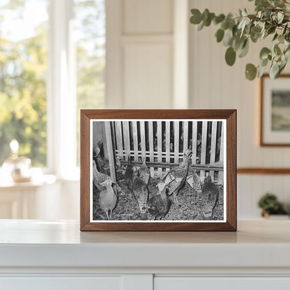 Turkeys in Pen at Poultry Plant Brownwood Texas 1939
