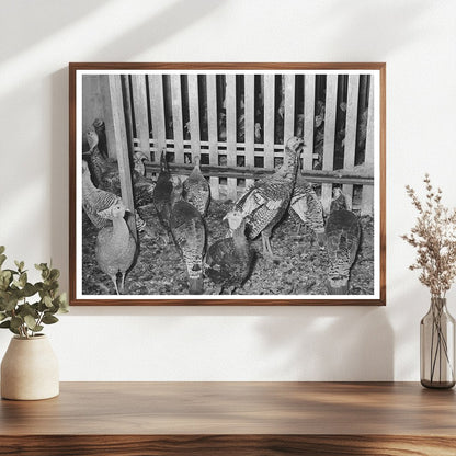 Turkeys in Pen at Poultry Plant Brownwood Texas 1939