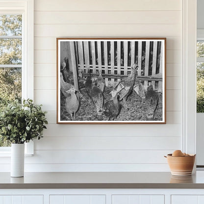 Turkeys in Pen at Poultry Plant Brownwood Texas 1939