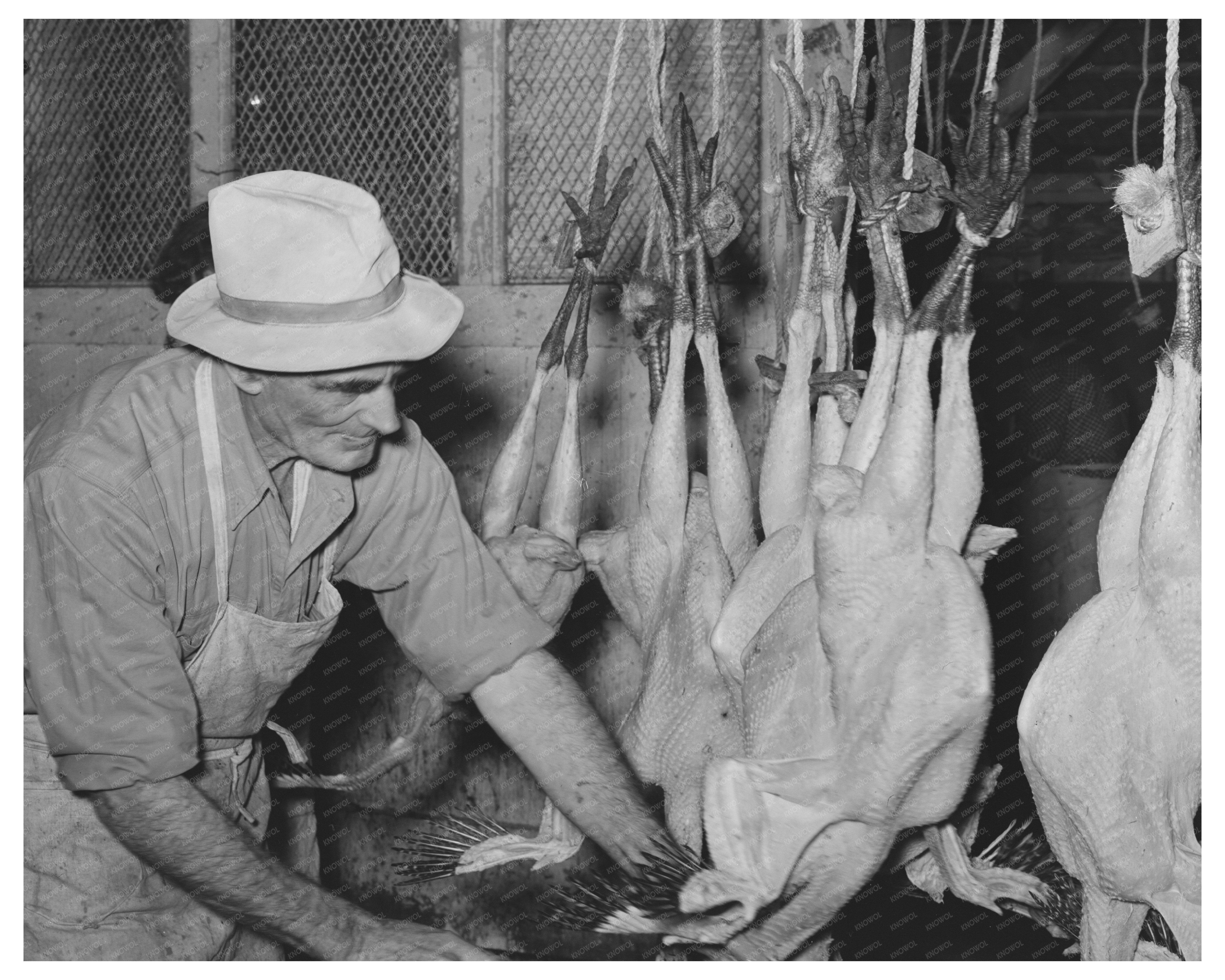 1939 Turkey Sponging at Poultry House in Brownwood Texas