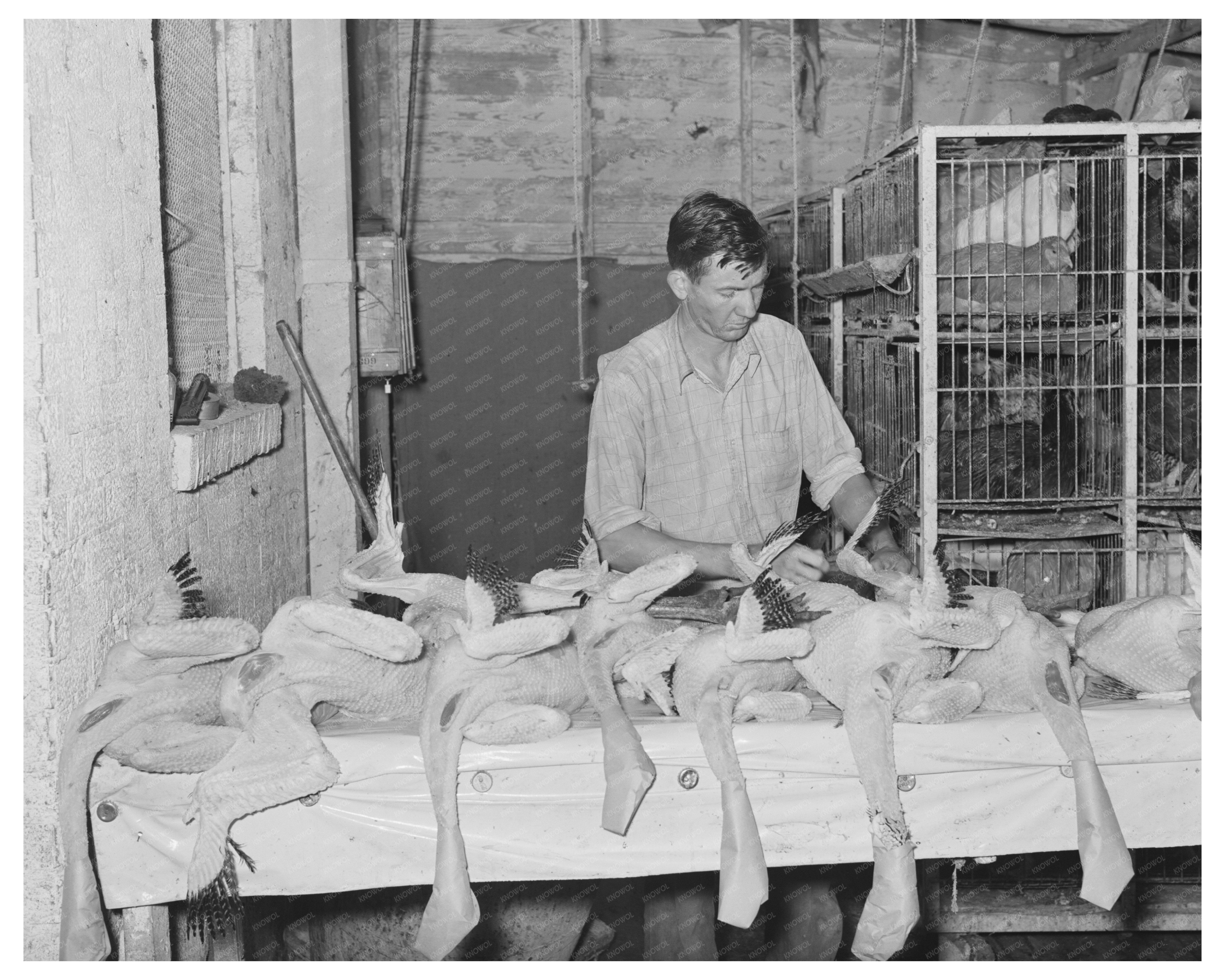Vintage Turkey Inspection in Brownwood Texas 1939