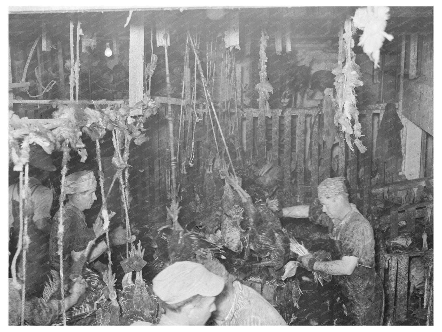 Turkey Processing Stall in Brownwood Texas 1939