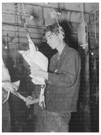 Turkey Picking at Cooperative Poultry House Texas 1939