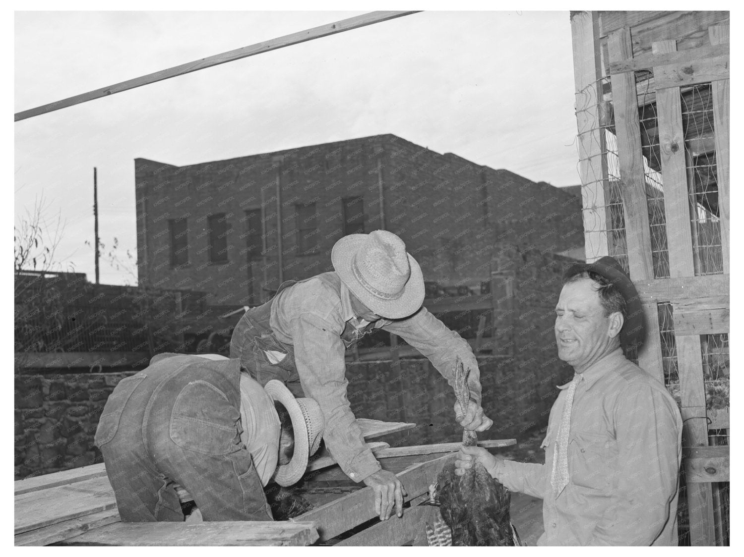 Farmer Unloading Turkeys at Texas Poultry House 1939