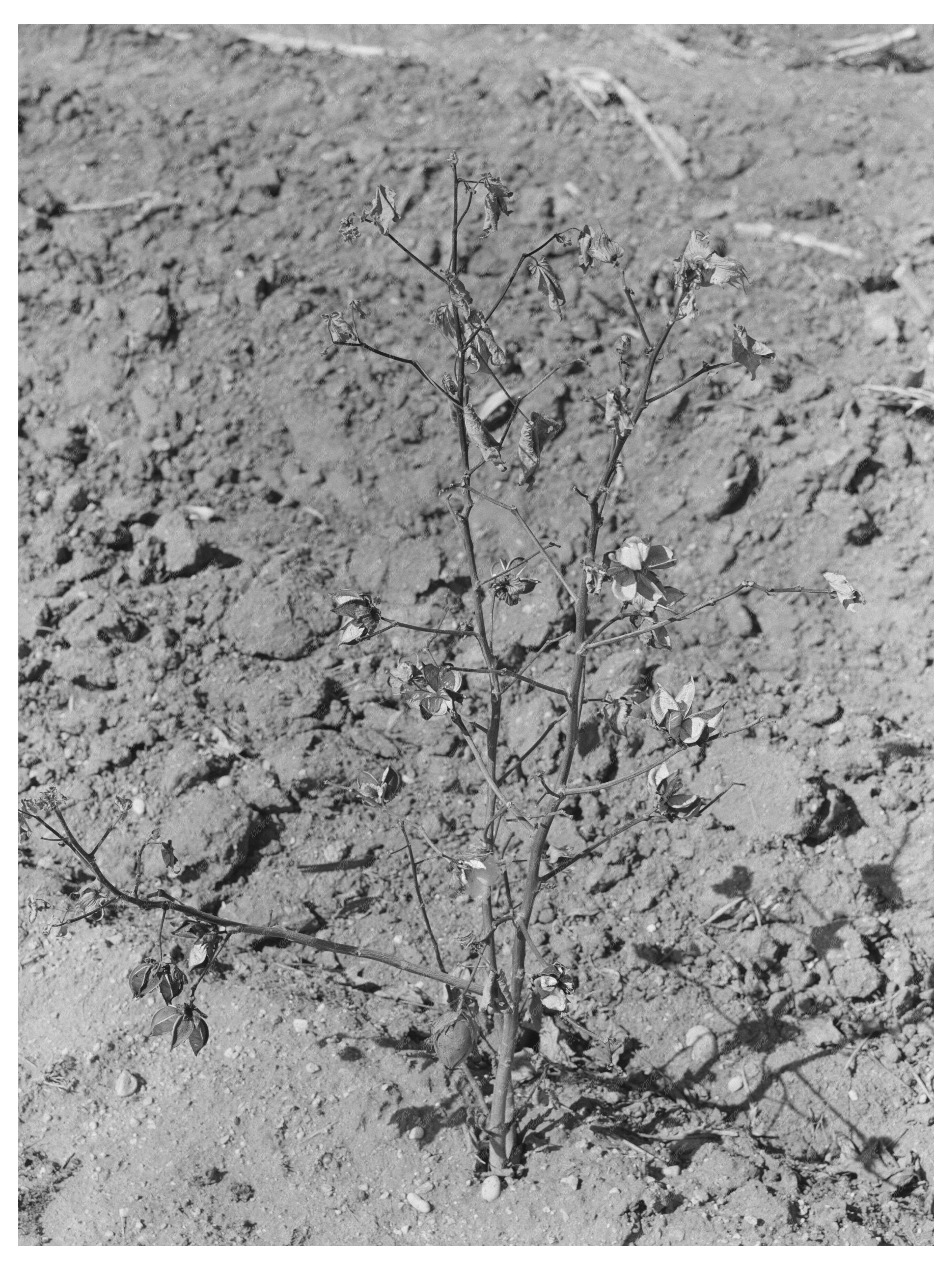 Dead Cotton Plants After Harvest McLennan County Texas 1939