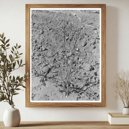 Dead Cotton Plants After Harvest McLennan County Texas 1939