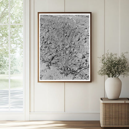 Dead Cotton Plants After Harvest McLennan County Texas 1939