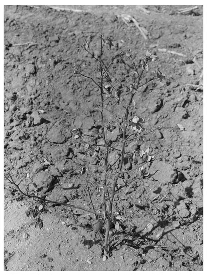 Dead Cotton Plants After Harvest McLennan County 1939