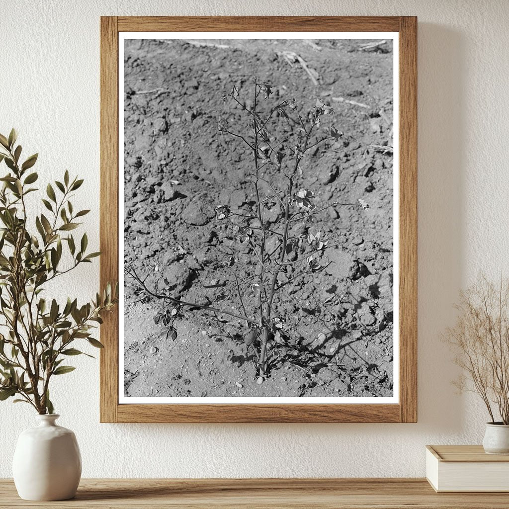 Dead Cotton Plants After Harvest McLennan County 1939