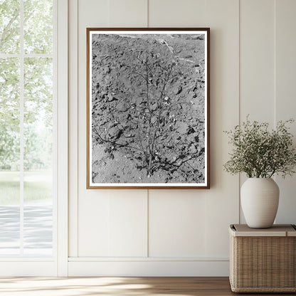 Dead Cotton Plants After Harvest McLennan County 1939