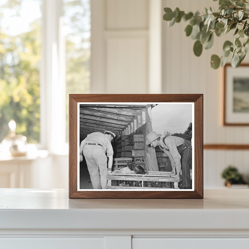 Workers with Crate of Chickens Brownwood Texas 1939