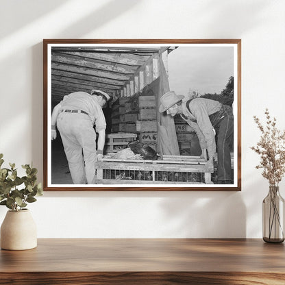 Workers with Crate of Chickens Brownwood Texas 1939