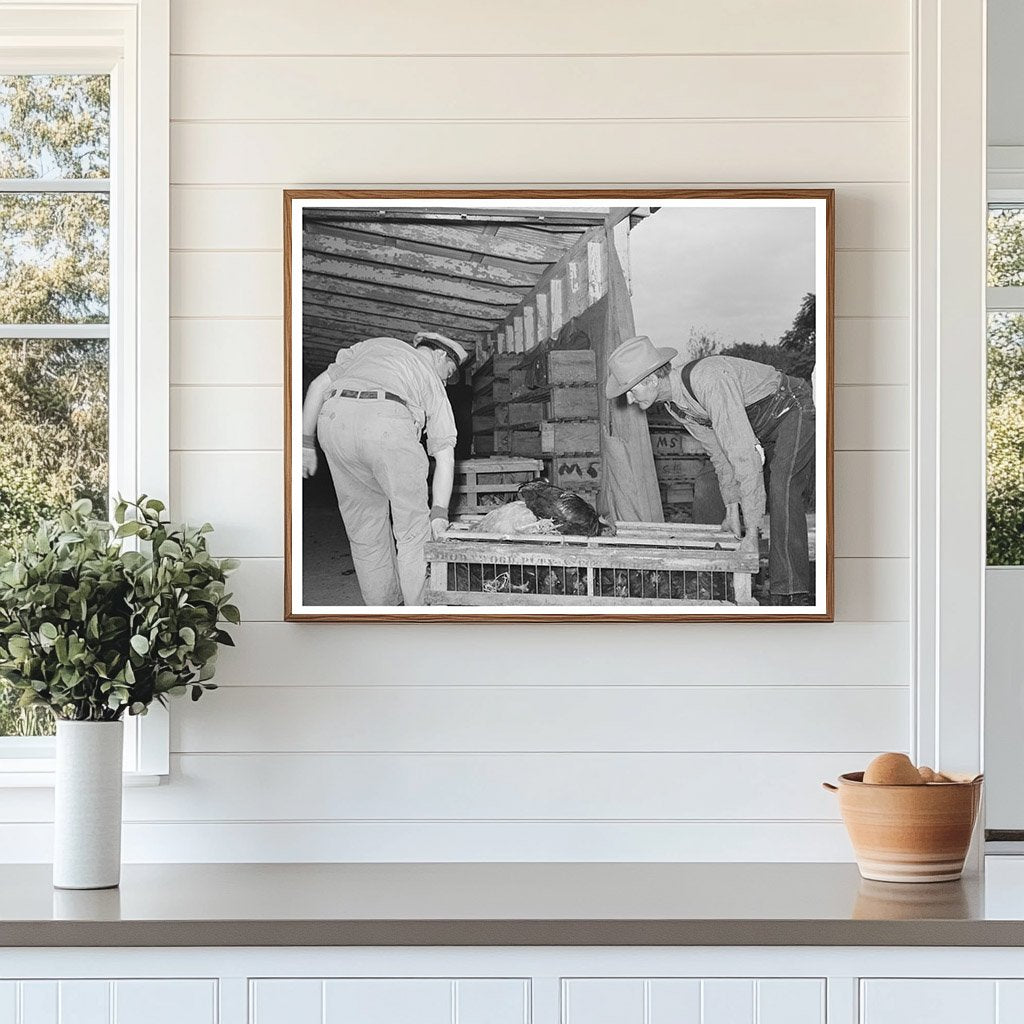 Workers with Crate of Chickens Brownwood Texas 1939