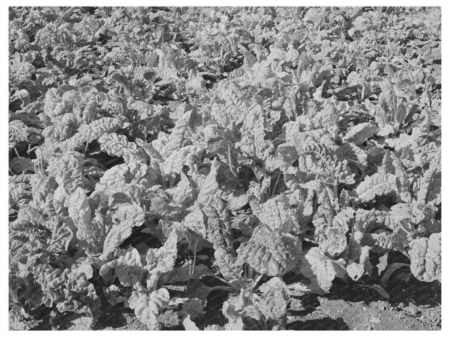 Spinach Growing in Tom Green County Texas November 1939