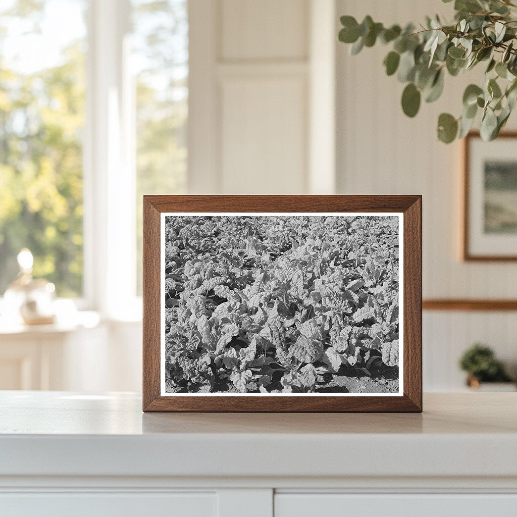 Spinach Growing in Tom Green County Texas November 1939