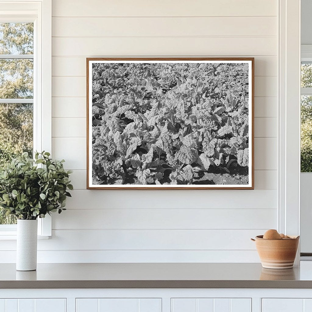 Spinach Growing in Tom Green County Texas November 1939