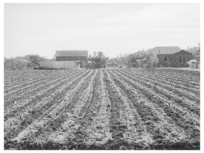Young Spinach Plants on Truck Farm Tom Green County 1939