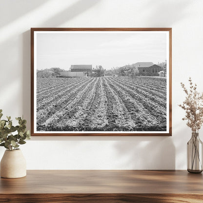 Young Spinach Plants on Truck Farm Tom Green County 1939