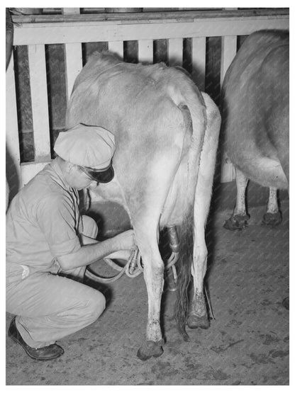 Vintage 1939 Cow Stripping Process with Electric Milker