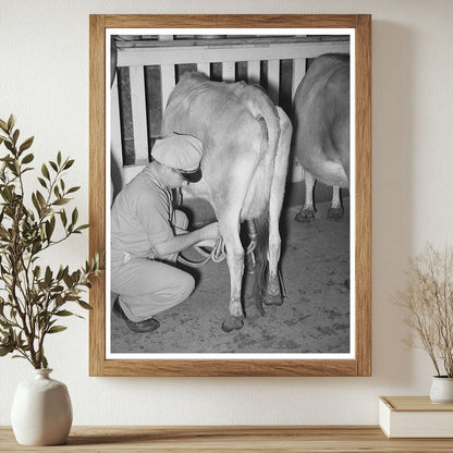 Vintage 1939 Cow Stripping Process with Electric Milker