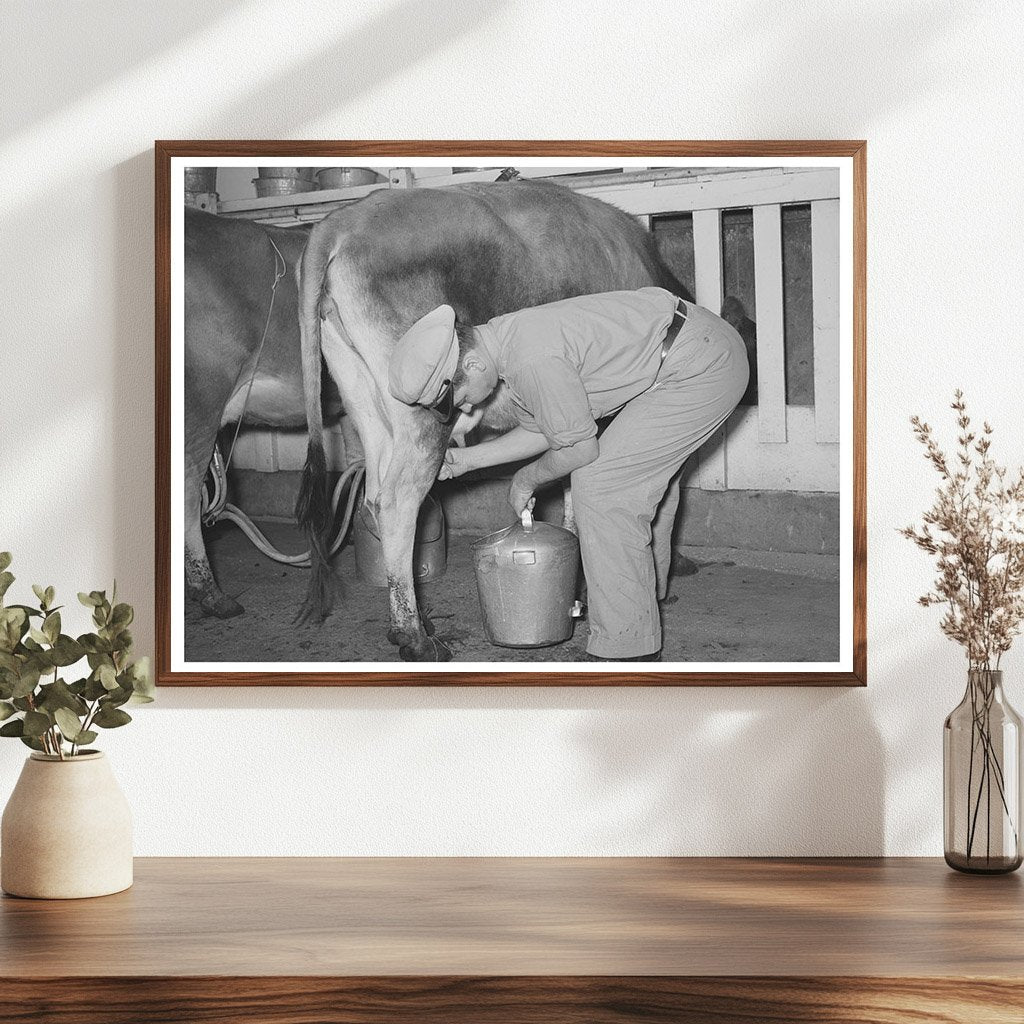 Vintage 1939 Electric Milking Process in Texas Dairy Farm