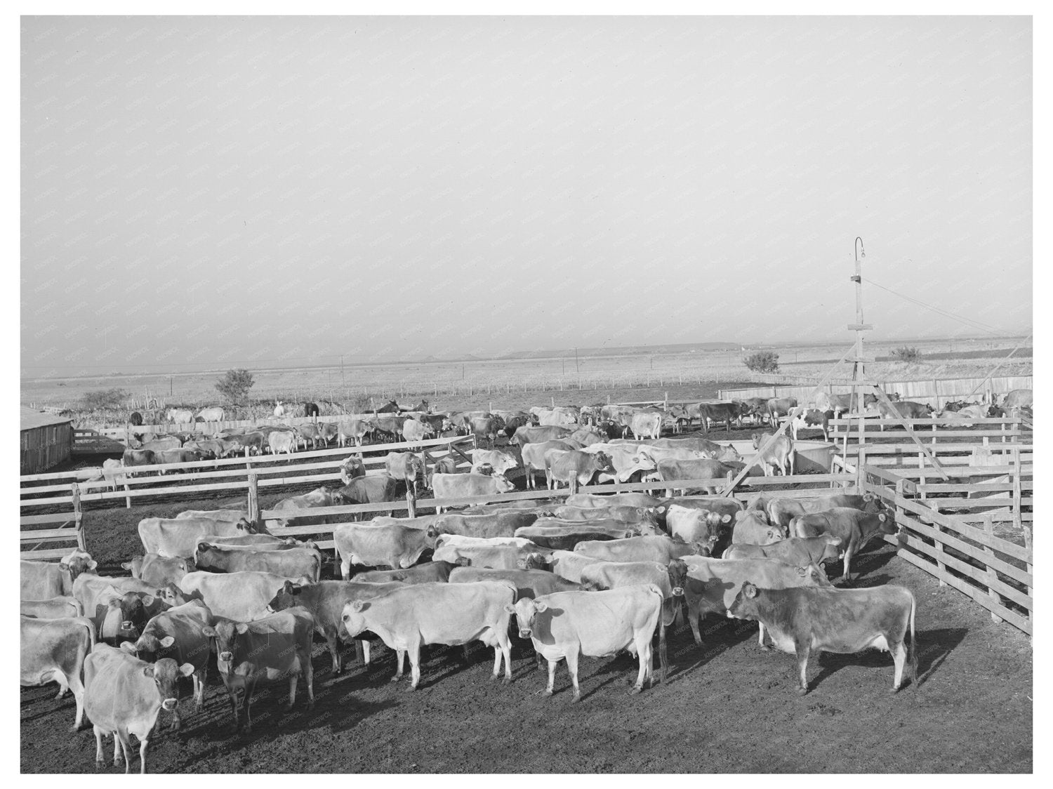 Cattle in Pens at Texas Dairy Operation November 1939