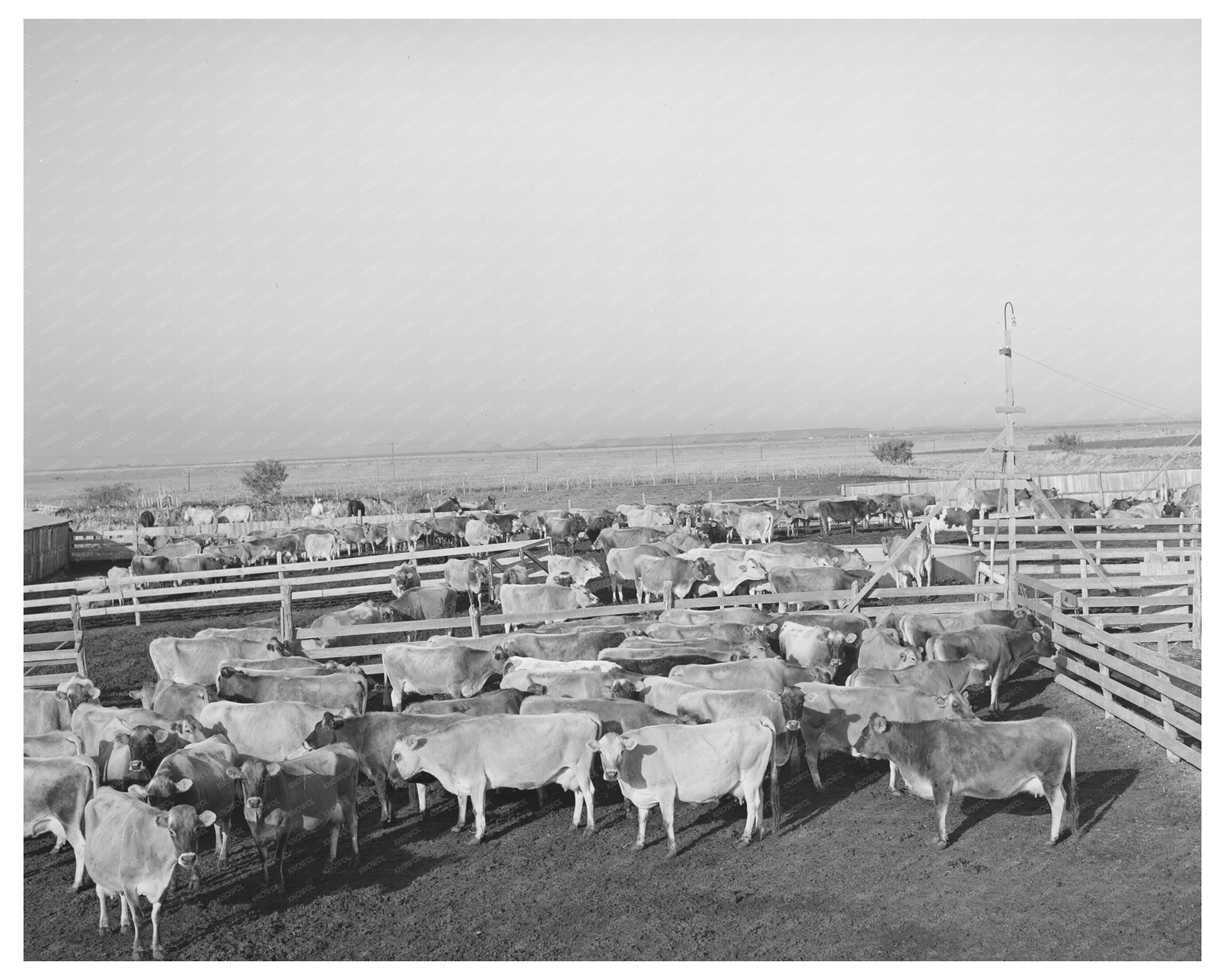 Cattle Herd in Dairy Pens Tom Green County Texas 1939