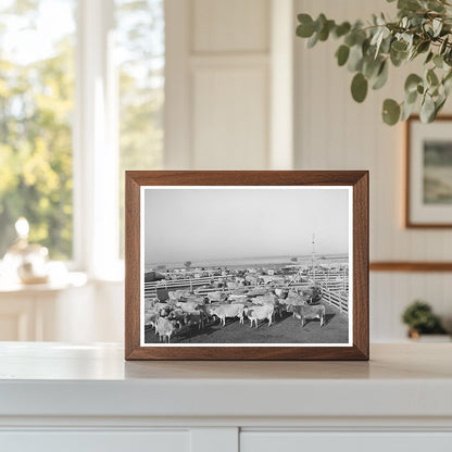 Cattle in Pens at Texas Dairy Operation November 1939