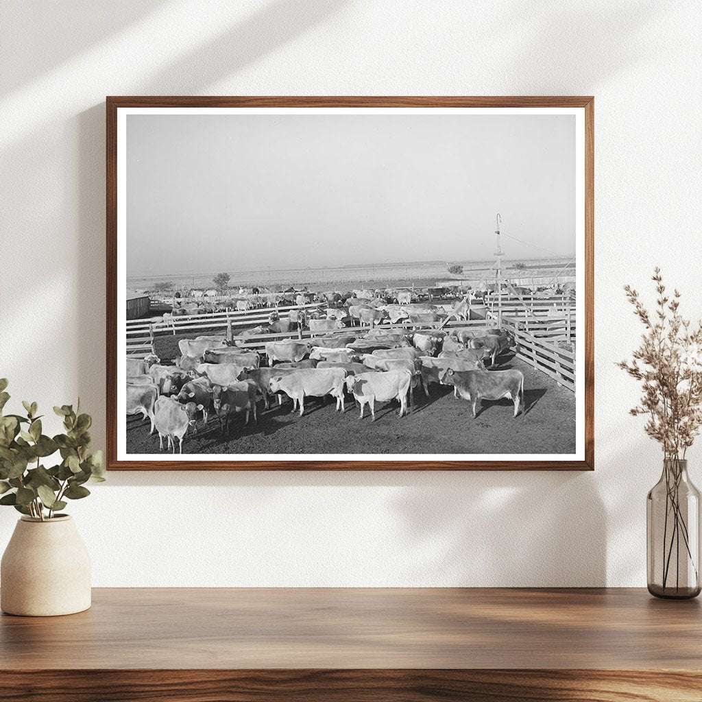 Cattle in Pens at Texas Dairy Operation November 1939