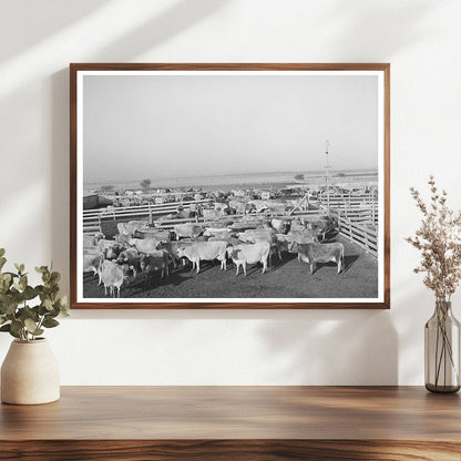 Cattle in Pens at Texas Dairy Operation November 1939