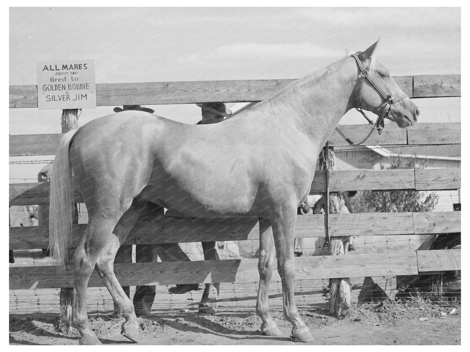 Palomino Mare Auction Sale El Dorado Texas 1939
