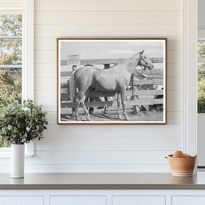 Palomino Mare Auction Sale El Dorado Texas 1939