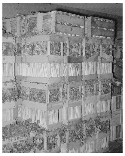 Celery Crates in Wholesale Grocery San Angelo 1939