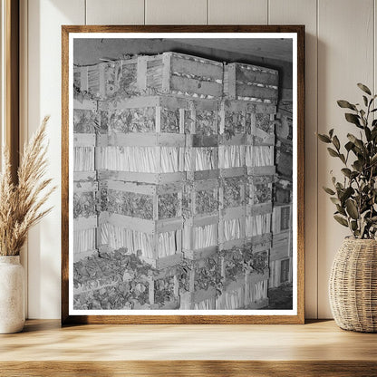 Celery Crates in Wholesale Grocery San Angelo 1939