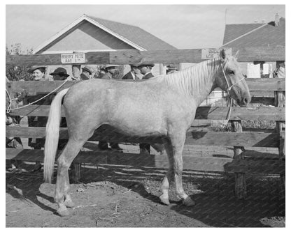 Palomino Horse Auction El Dorado Texas November 1939