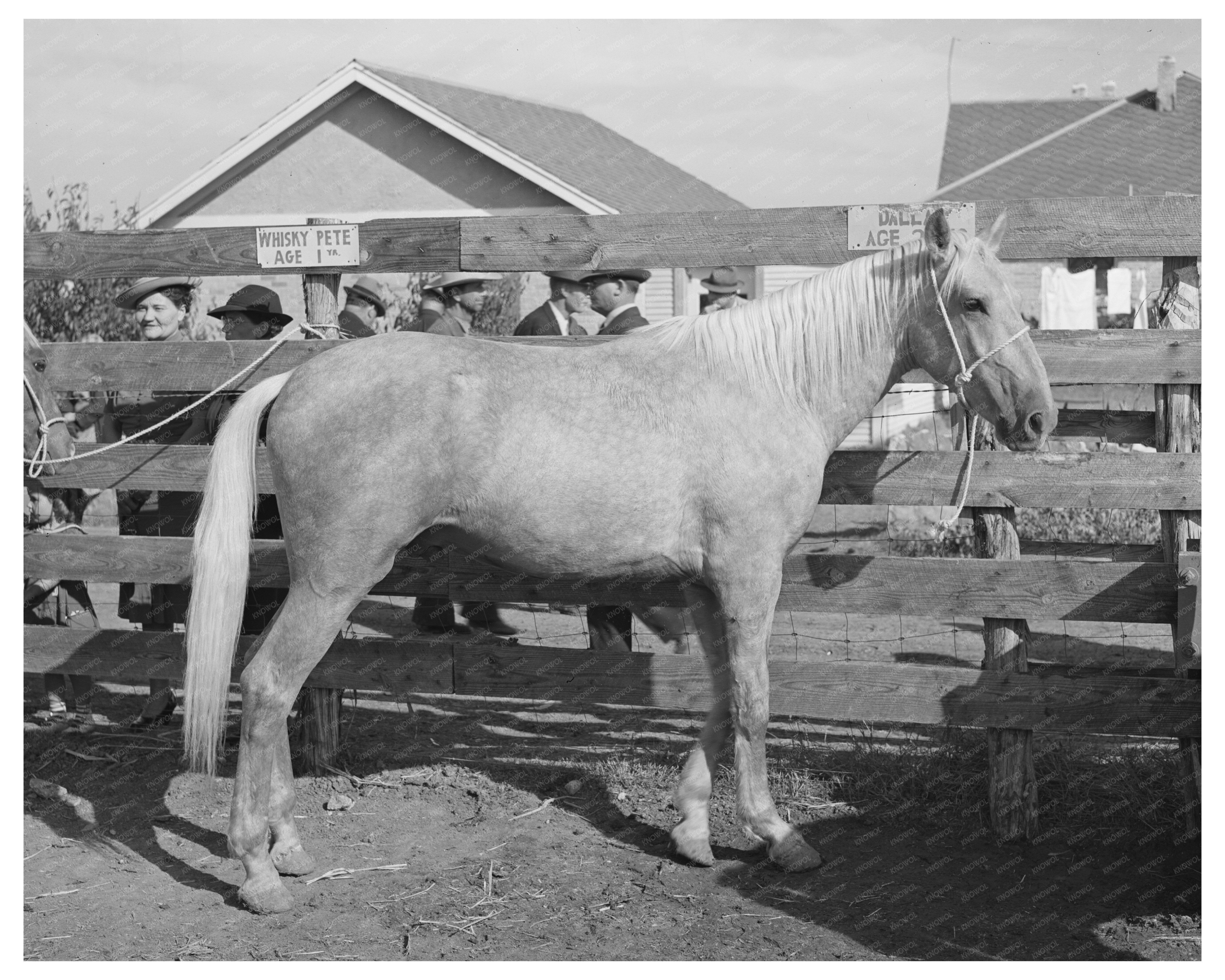 Palomino Horse Auction El Dorado Texas November 1939
