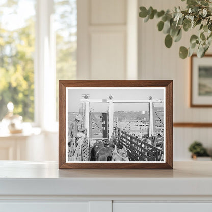 Cattle Unloading at San Angelo Auction November 1939