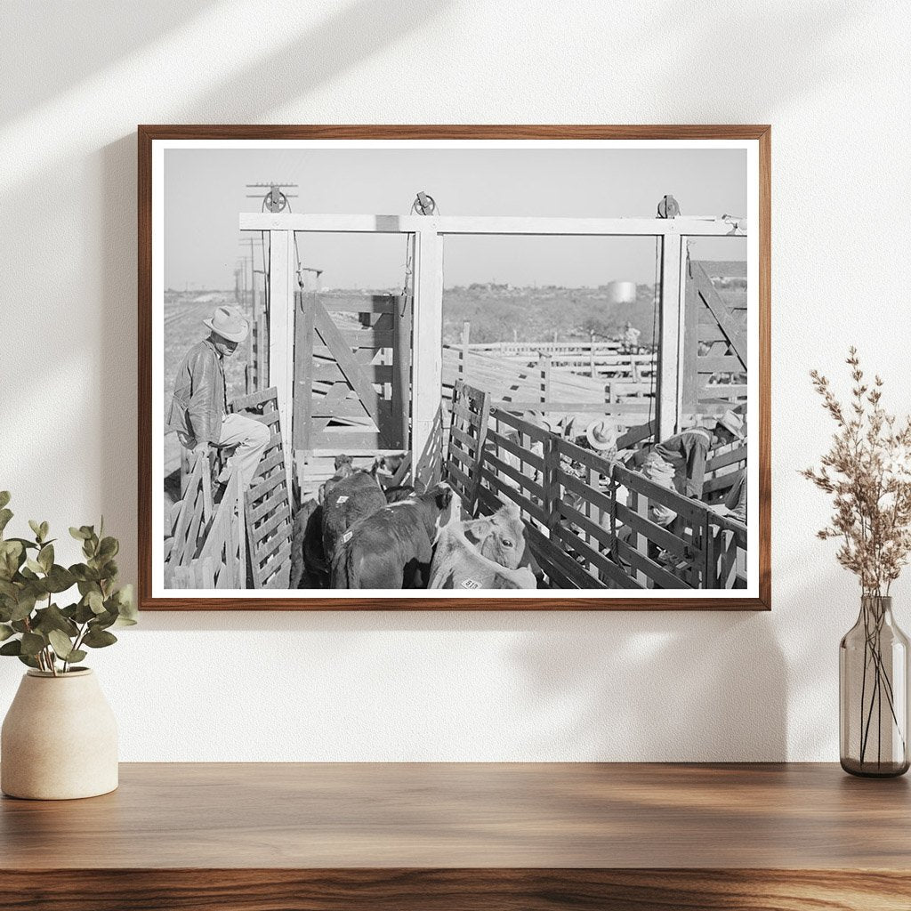 Cattle Unloading at San Angelo Auction November 1939