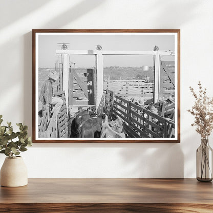 Cattle Unloading at San Angelo Auction November 1939