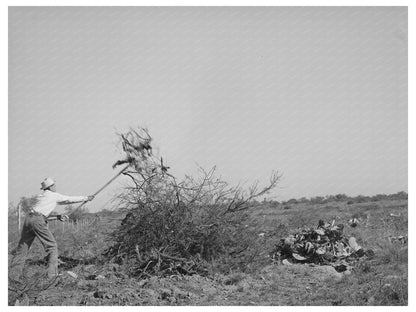 Laborers Clearing Land in Tom Green County Texas 1939