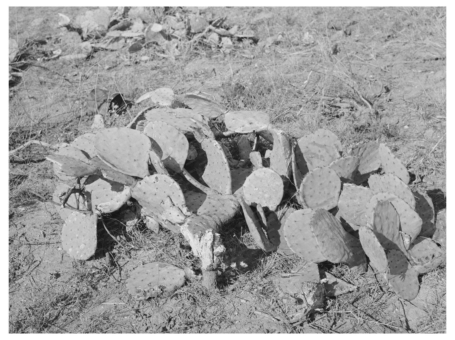 Prickly Pear Plants in Tom Green County Texas 1939