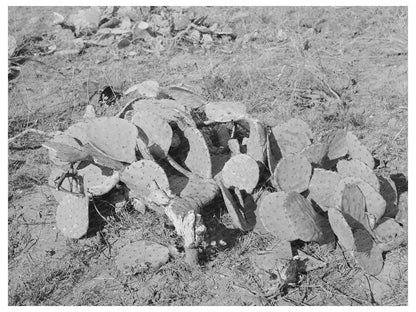 Prickly Pear Plants in Tom Green County Texas 1939
